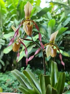 Paphiopedilum Berenice