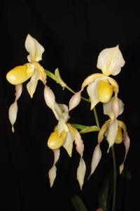 Paphiopedilum Berenice