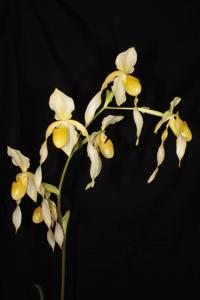 Paphiopedilum Berenice