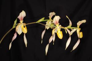 Paphiopedilum Berenice