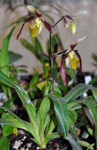 Paphiopedilum Berenice