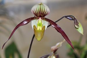 Paphiopedilum Berenice