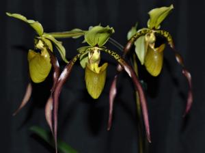 Paphiopedilum Berenice