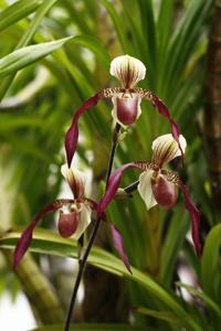 Paphiopedilum Berenice