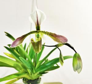 Paphiopedilum Carnusianum