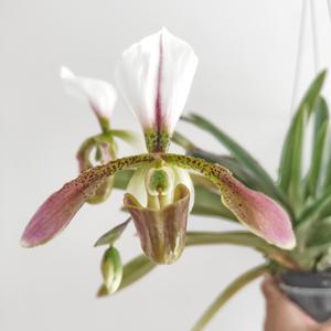 Paphiopedilum Carnusianum