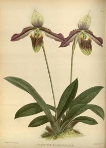 Paphiopedilum Chloroneurum