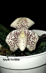 Paphiopedilum Conco-bellatulum