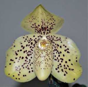 Paphiopedilum Conco-bellatulum