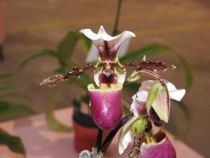 Paphiopedilum Deedmannianum