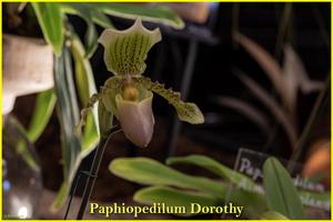 Paphiopedilum Dorothy