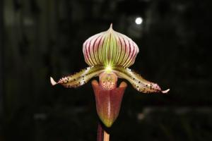 Paphiopedilum Euryale