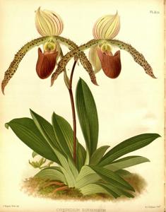 Paphiopedilum Euryandrum