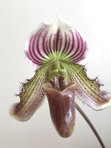 Paphiopedilum H. Ballantine