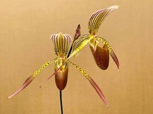 Paphiopedilum Houghtoniae