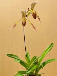 Paphiopedilum Houghtoniae