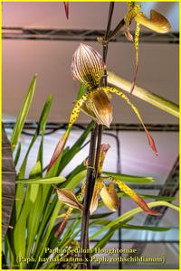 Paphiopedilum Houghtoniae