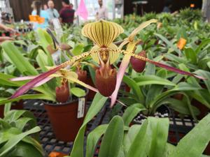 Paphiopedilum Julius