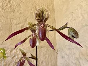 Paphiopedilum Julius