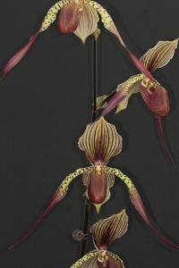 Paphiopedilum Julius