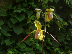 Paphiopedilum Julius