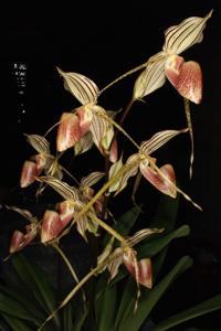 Paphiopedilum Lady Isobel