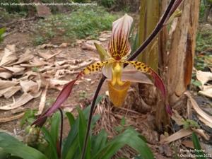 Paphiopedilum Lebaudyanum