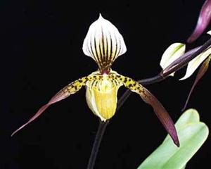 Paphiopedilum Lebaudyanum