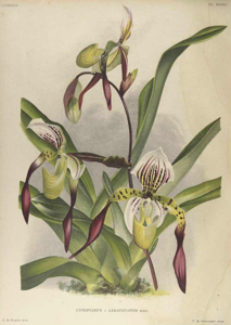 Paphiopedilum Lebaudyanum