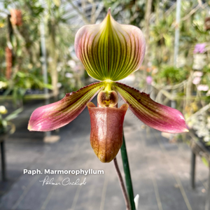 Paphiopedilum Marmorophyllum