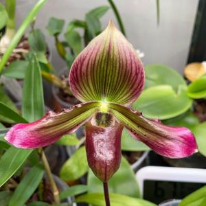 Paphiopedilum Marmorophyllum