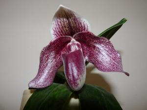 Paphiopedilum Mrs. Fred Hardy