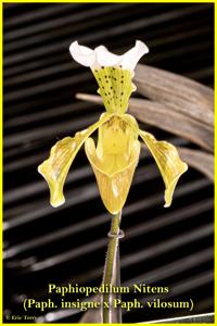 Paphiopedilum Nitens