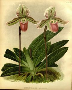 Paphiopedilum Orphanum