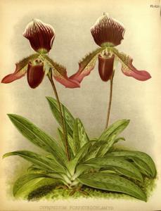 Paphiopedilum Porphyrochlamys