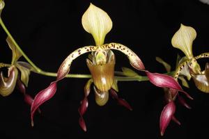 Paphiopedilum Robinianum