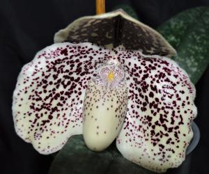 Paphiopedilum S. Gratrix