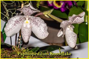 Paphiopedilum Snowflake