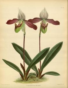 Paphiopedilum Symondsiae