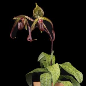 Paphiopedilum Ultor