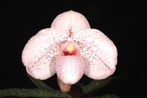 Paphiopedilum Vanda M. Pearman