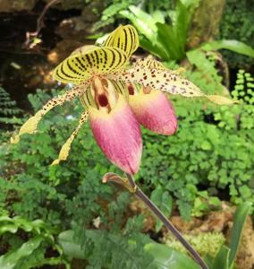 Paphiopedilum Vanguard