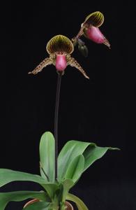 Paphiopedilum Vanguard