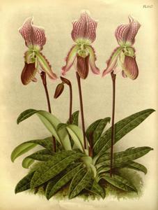 Paphiopedilum Vexillarium