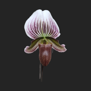 Paphiopedilum Vexillarium