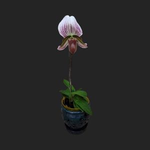 Paphiopedilum Vexillarium