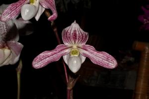 Paphiopedilum Vipanii