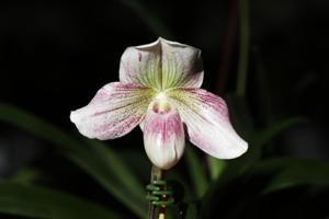 Paphiopedilum Winifred Hollington