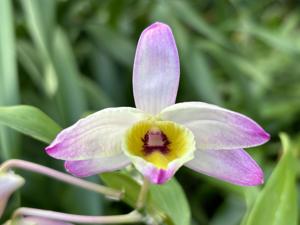 Dendrobium Chlorostele