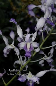 Dendrobium Elisabethae